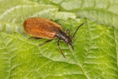 Lagria hirta