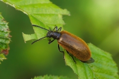 Lagria hirta
