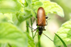 Omophlus lepturoides