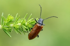 Omophlus lepturoides