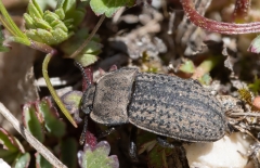 Opatrum sabulosum