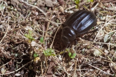 Pimelia laevigata