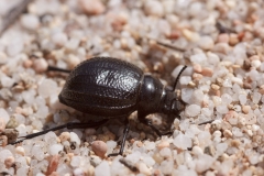 Pimelia payraudi