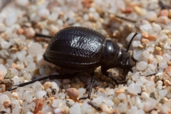 Pimelia payraudi