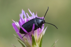Podonta sp