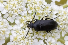 Podonta sp