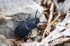 Dailognatha rugata