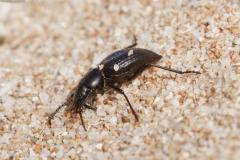 Tentyria ligurica pseudorugosa