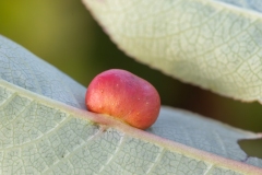 Euura hastatavora