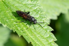 Macrophya annulata