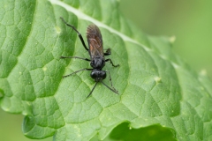Macrophya annulata