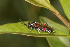Macrophya punctumalbum