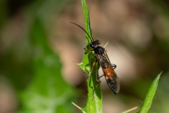 Tenthredopsis sp