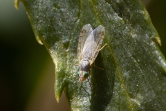 Acanthiophilus helianthi