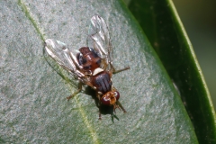 Bactrocera olae