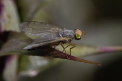 Terellia sp