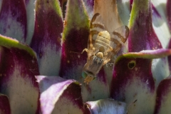 Terellia sp