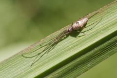Tetragnatha obtusa