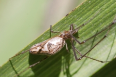 Tetragnatha obtusa