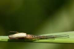 Tetragnatha sp