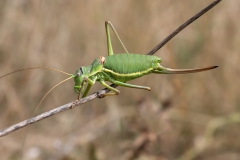 Ephippiger perforatus
