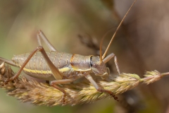 Ephippiger ruffoi