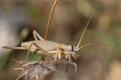 Ephippiger ruffoi