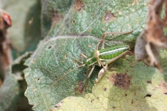 Ephippiger ruffoi