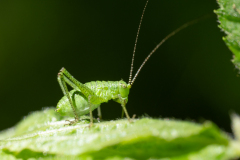 Leptophyes sp