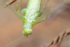 Phaneroptera nana