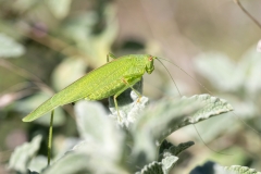 Phaneroptera nana