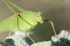 Phaneroptera nana
