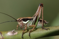 Pholidoptera femorata