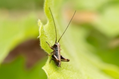 Pholidoptera griseoaptera