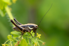 Pholidoptera sp
