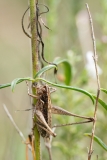 Rhacocleis germanica
