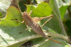 Rhacocleis sp