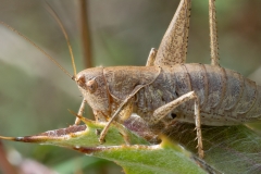 Rhacocleis sp