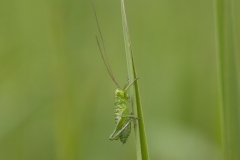 Tettigonia viridissima