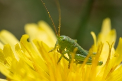 Tettigonia viridissima
