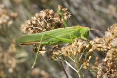 Tettigonia viridissima