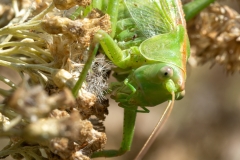 Tettigonia viridissima
