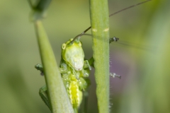 Tettigonia viridissima