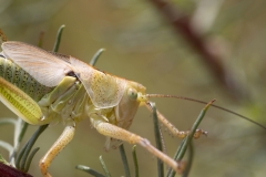 Tettigonia viridissima