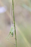 Tylopsis lilifolia