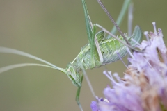 Tylopsis lilifolia