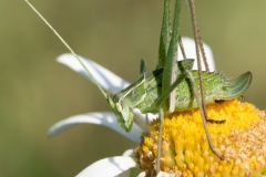 Tylopsis lilifolia