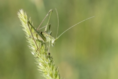Tylopsis lilifolia