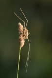 Tylopsis lilifolia