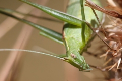 Tylopsis lilifolia